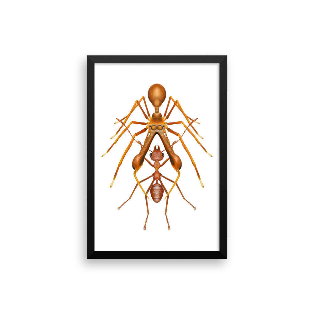 Antmimicking spider framed print