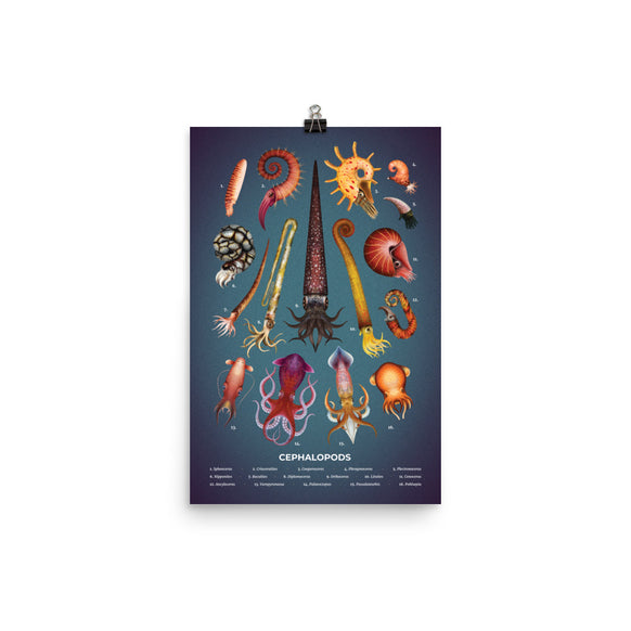 Cephalopods poster