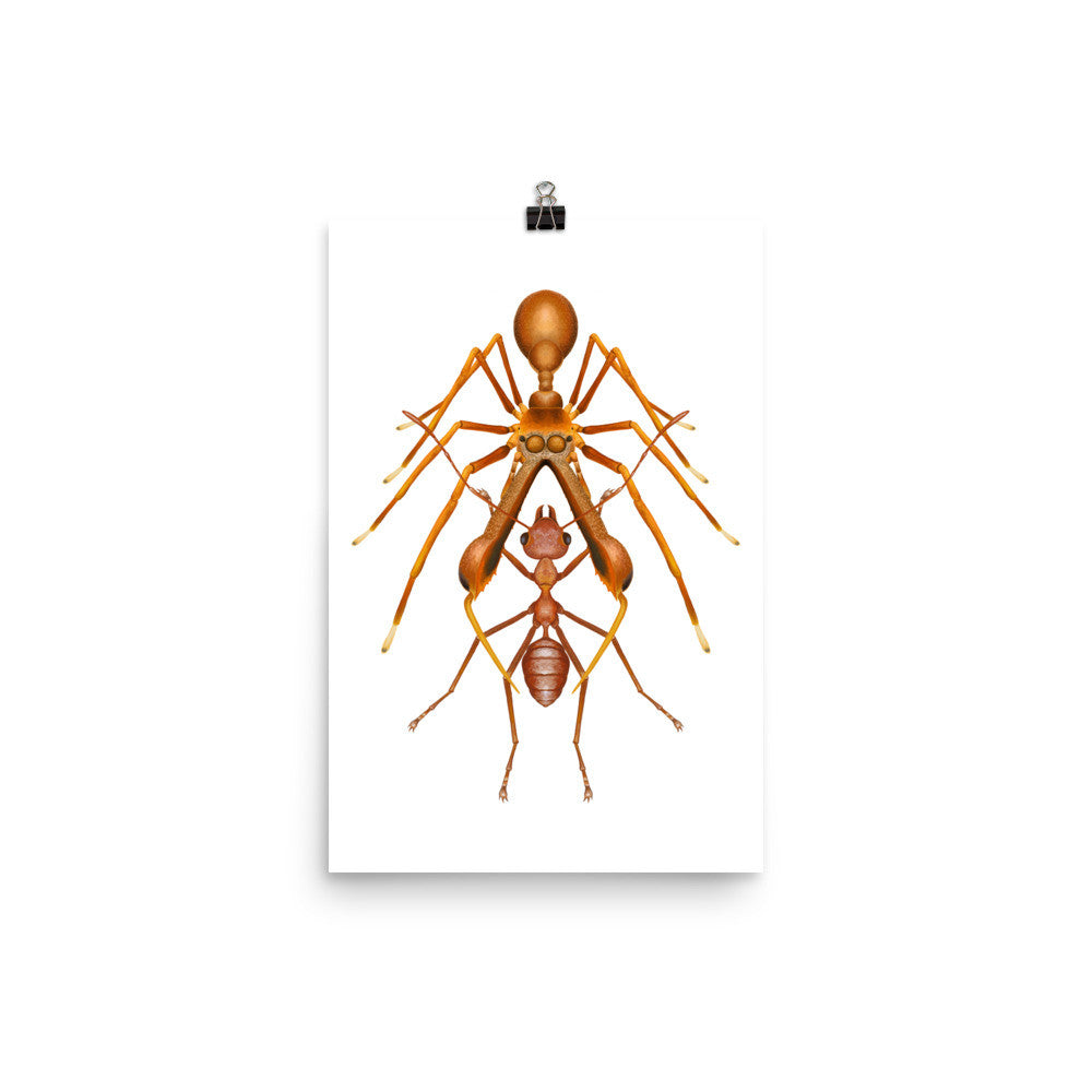 Antmimicking spider poster