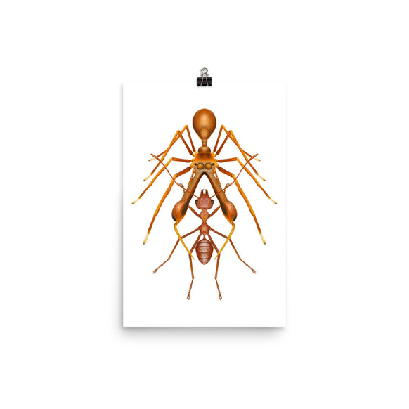 Antmimicking spider poster