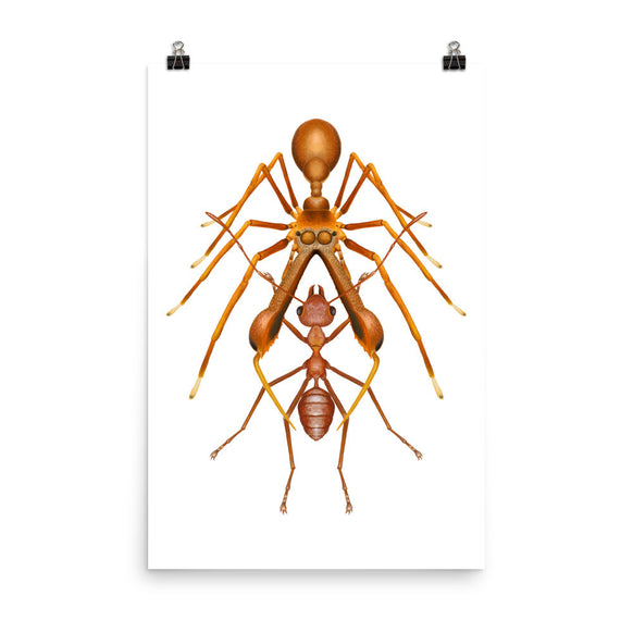 Antmimicking spider poster