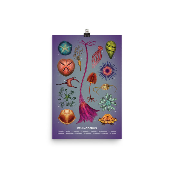 Echinoderms poster