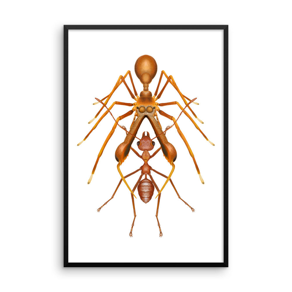 Antmimicking spider framed print