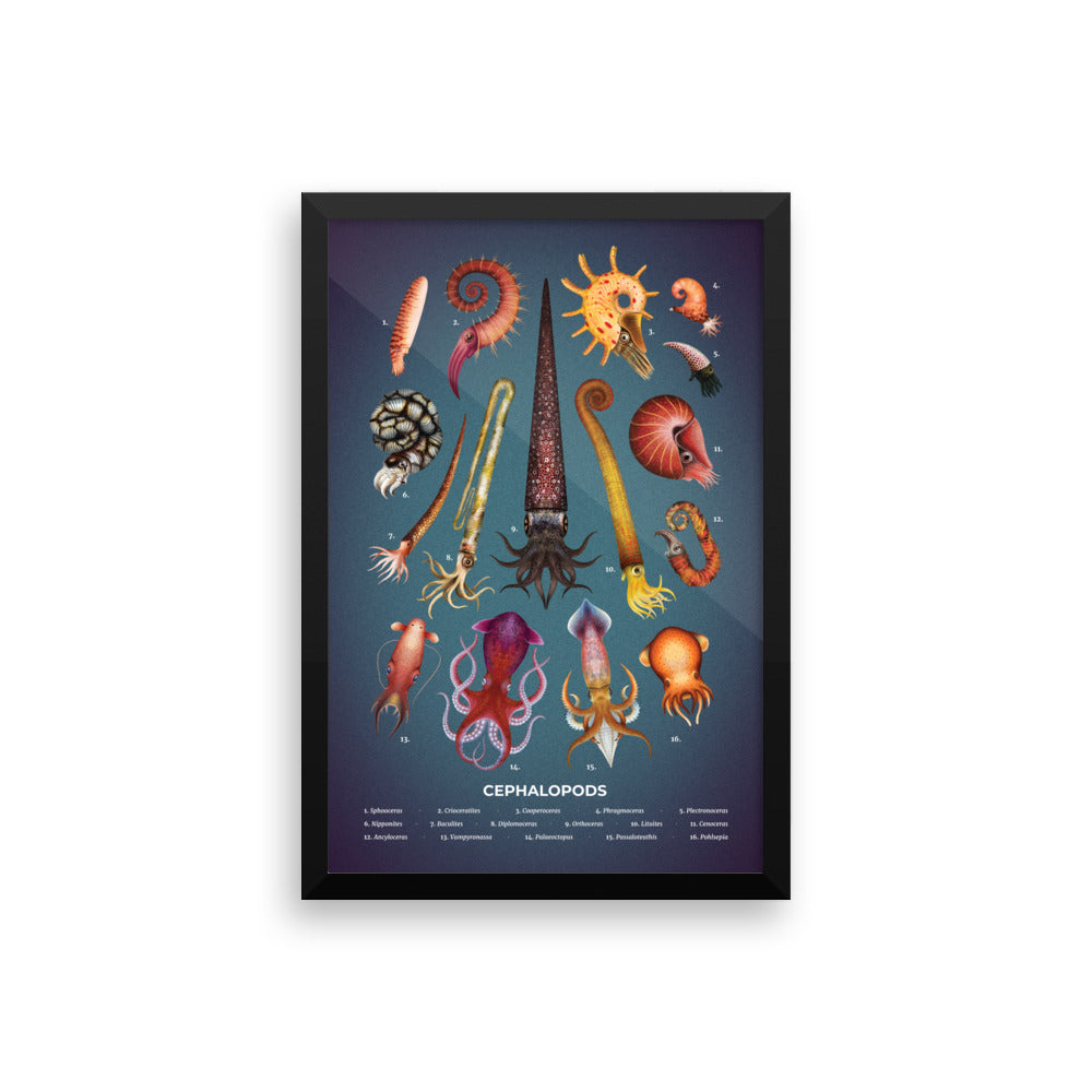 Cephalopods framed print