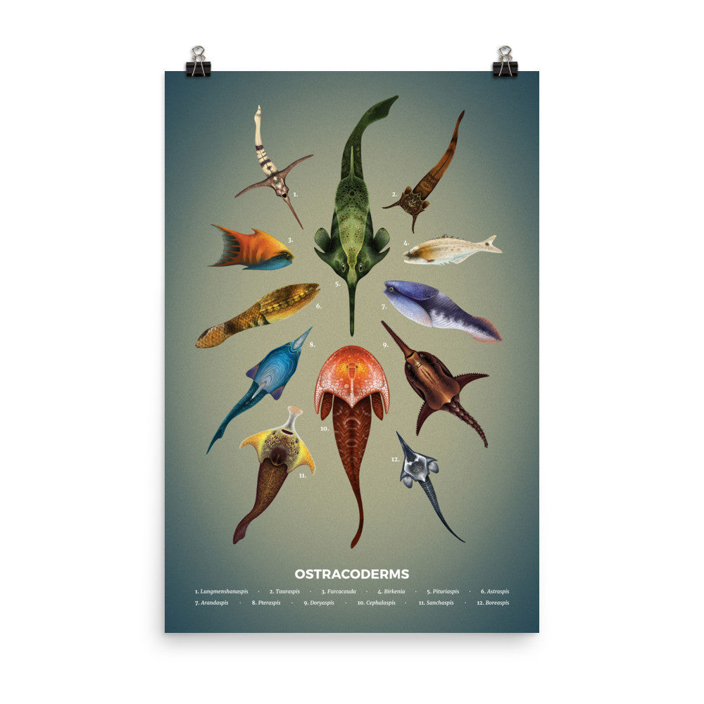 Jawless fishes poster