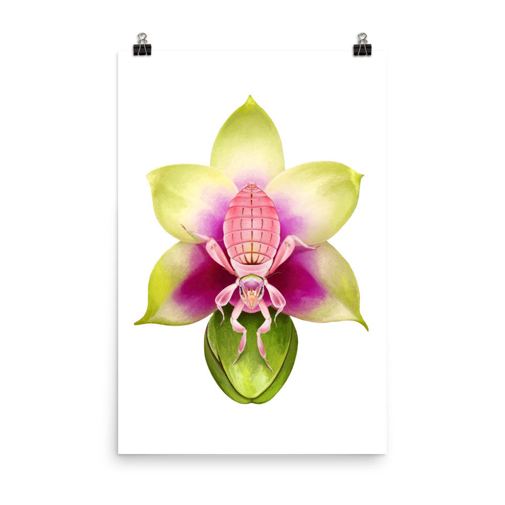 Orchid mantis poster