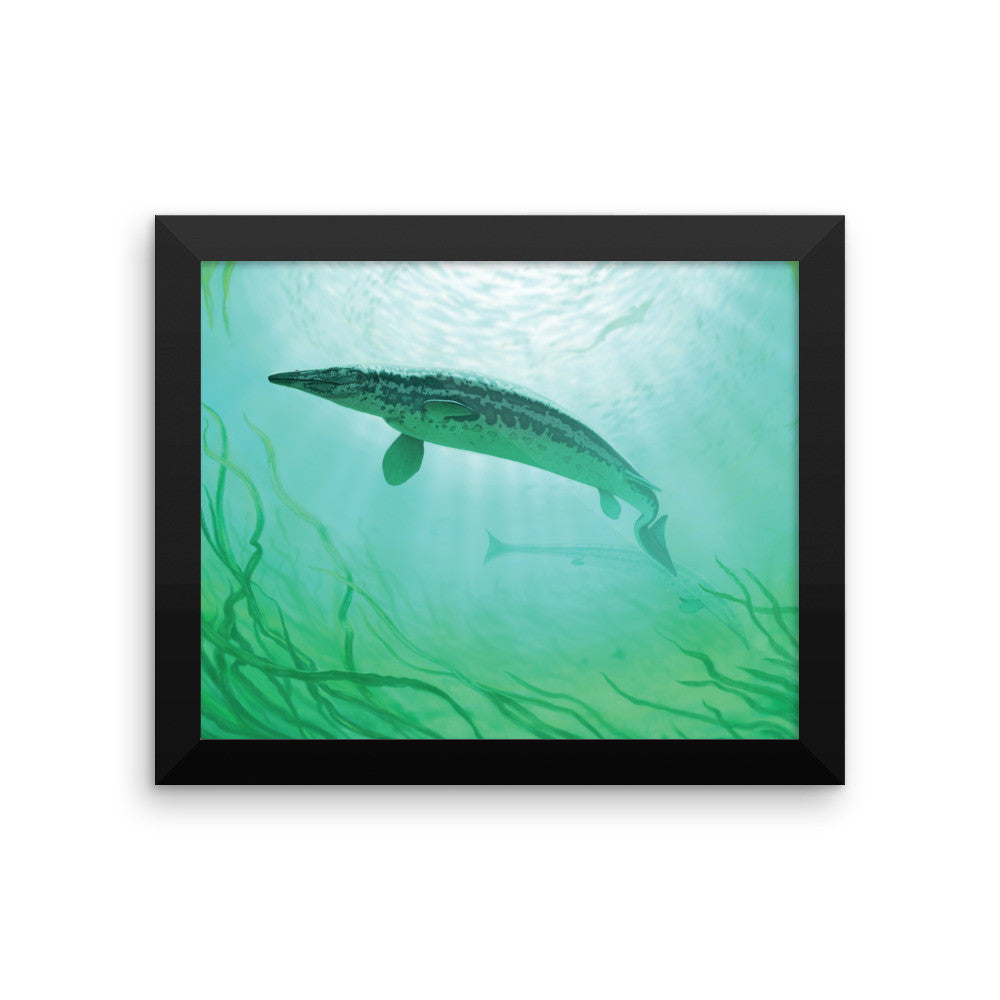 Clidastes framed print