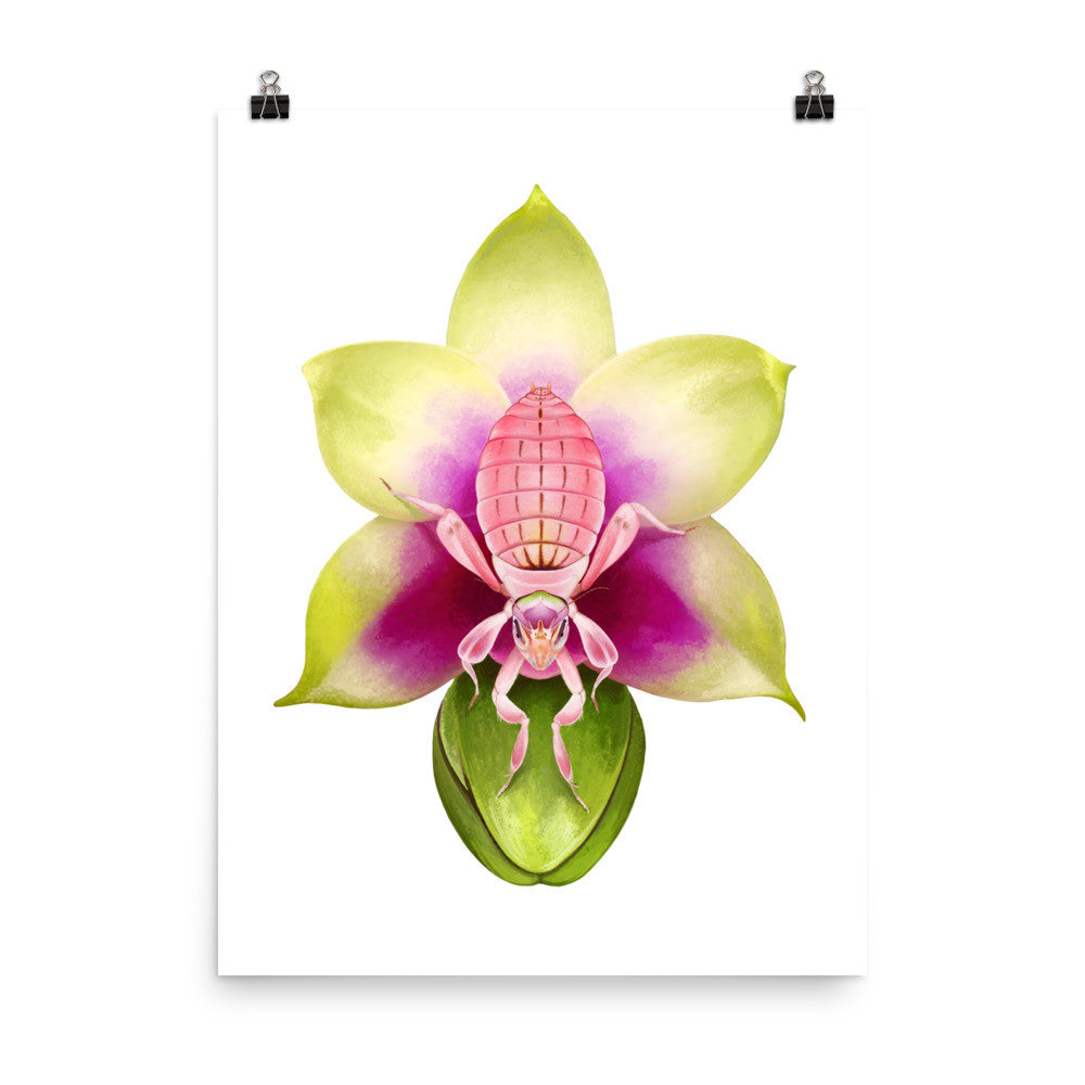 Orchid mantis poster