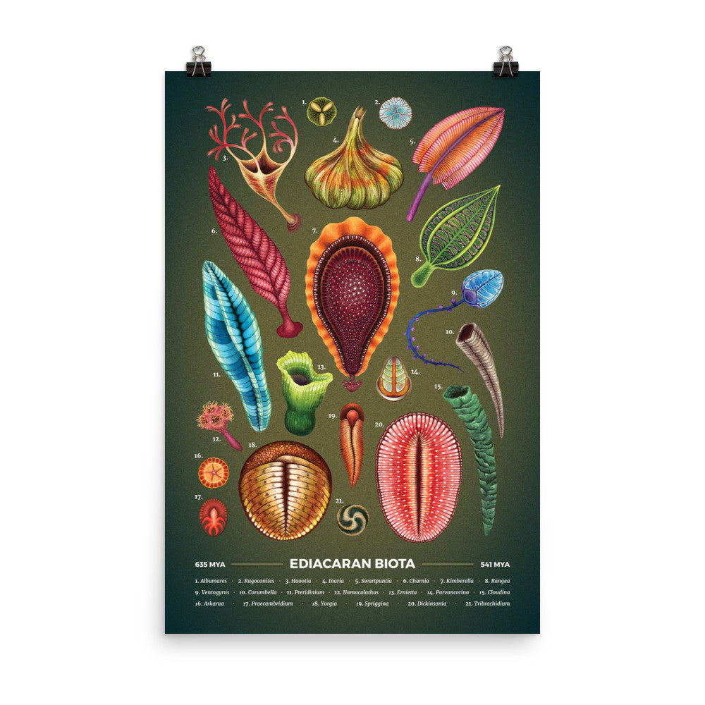 Ediacaran biota poster