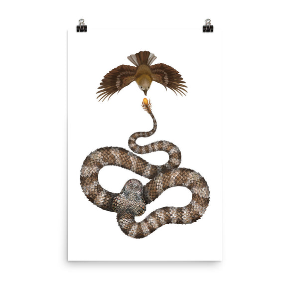 Spider-tailed horned viper poster