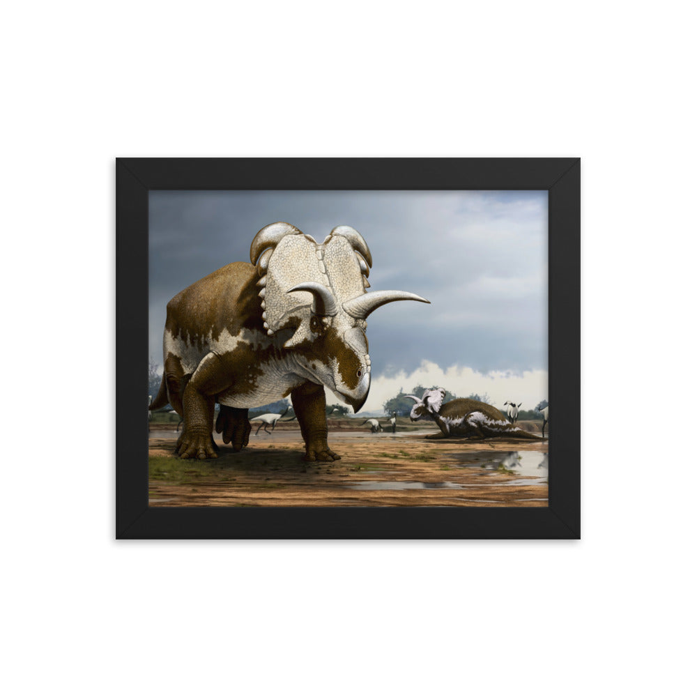 Medusaceratops framed print