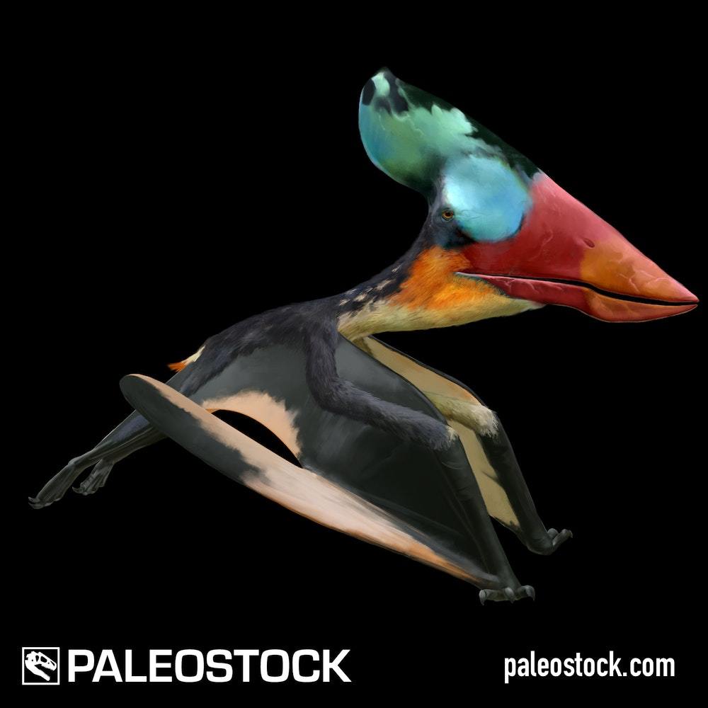 Thalassodromeus oberlii stock image