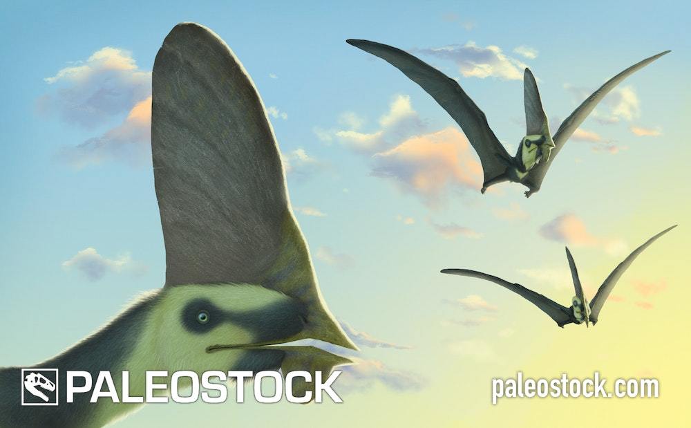 Tupandactylus navigans In Flight stock image